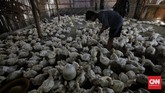 FOTO: Nasib Peternakan Ayam Potong Dihantam Pandemi Pandemi virus corona berimbas pada turunnya permintaan unggas, termasuk ayam potong.