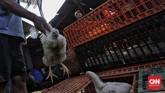 FOTO: Nasib Peternakan Ayam Potong Dihantam Pandemi Pandemi virus corona berimbas pada turunnya permintaan unggas, termasuk ayam potong.