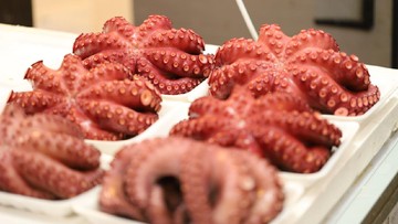 Cara Memasak Gurita Biar Empuk dan Enak