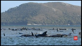 VIDEO: Ratusan Paus Terdampar di Tasmania