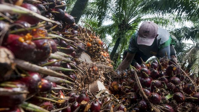 Mendag Ramal Harga Cpo Tetap Tinggi Sampai Juni 2021