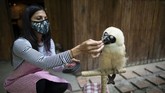 FOTO: Merawat Hewan Terlantar di Venezuela Selama Pandemi Pembatasan akibat pandemi membuat beberapa warga Venezuela menghabiskan waktunya merawat hewan-hewan terlantar.