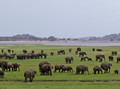 Fauna Eksotis Sri Lanka Bakal Mejeng Via Streaming