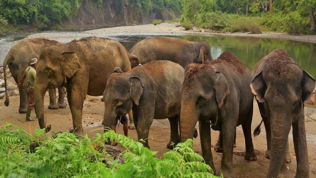 Menapakkan kaki di Tangkahan, pengunjung akan disambut dengan udara segar, air sungai mengalir jernih, dan kawanan gajah Sumatera yang jadi ikon Tangkahan.