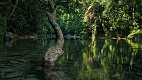 Merasakan Keajaiban Hutan Hujan Tropis di Tangkahan