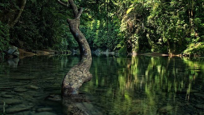 Merasakan Keajaiban Hutan Hujan Tropis di Tangkahan Kawasan konservasi alam seluas 17 ribu hektare ini merupakan rumah bagi 380 spesies burung dan 129 spesies mamalia, termasuk gajah Sumatera.