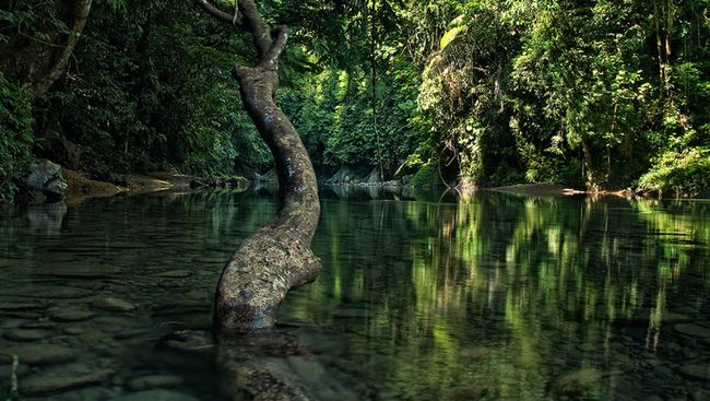 Merasakan Keajaiban Hutan Hujan Tropis Di Tangkahan