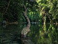 Merasakan Keajaiban Hutan Hujan Tropis di Tangkahan