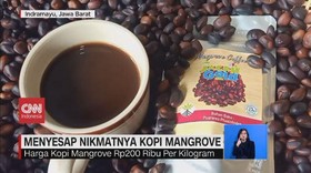 VIDEO: Menyesap Nikmatnya Kopi Mangrove