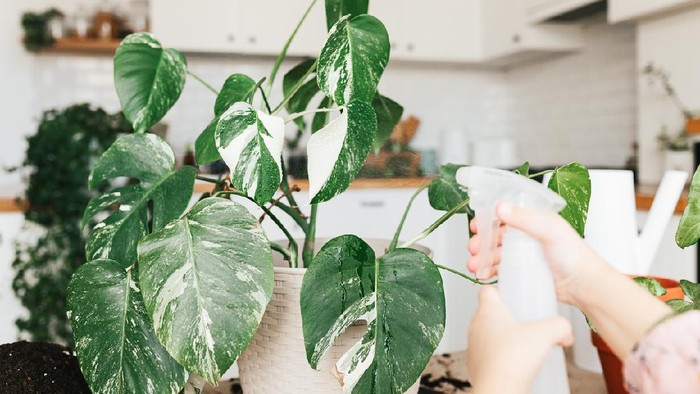 Adorable 5 year child girl spray with water a monstera houseplant at home.