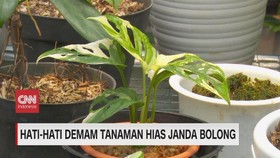 VIDEO: Hati-hati Demam Tanaman Hias Janda Bolong