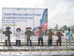 Ini Skema Petrokimia Gresik Genjot Pertanian Tomat & Cabai di Konawe