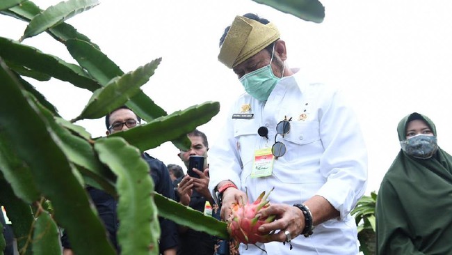Selain hortikultura dan perkebunan, lokasi BBI Kepri bisa dikembangkan untuk sektor peternakan yang potensial jadi modal kekuatan perekonomian negara.