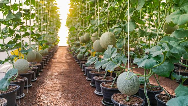 4 Cara Menanam Melon di Pot, dari Biji hingga Panen