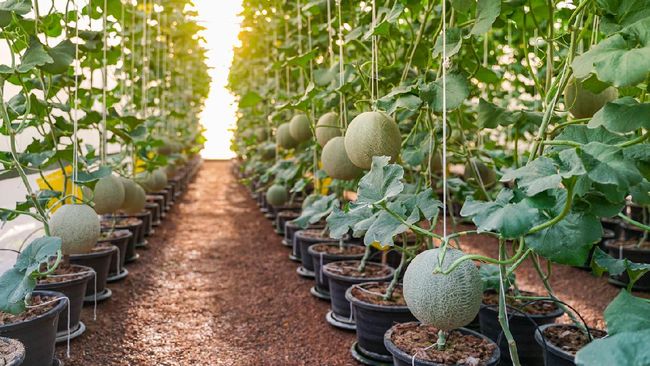 4 Cara Menanam Melon  di Pot dari Biji hingga Panen