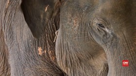 VIDEO: Kehilangan Turis, Konservasi Gajah Myanmar Terancam