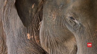 VIDEO: Kehilangan Turis, Konservasi Gajah Myanmar Terancam