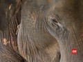 VIDEO: Kehilangan Turis, Konservasi Gajah Myanmar Terancam