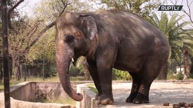 VIDEO: Gajah Ini Dinobatkan Paling Kesepian di Dunia