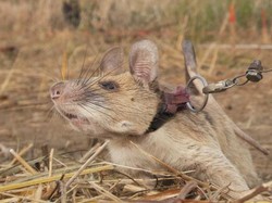 Magawa Tikus Pengendus Ranjau Darat Itu Pensiun
