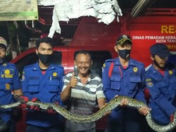 Geger Temuan Ular Sanca Terjepit Dinding yang Awalnya Dikira Kucing
