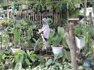 10 Tanaman Hias Outdoor yang Cantik, Tahan Panas & Hujan 10 Tanaman Hias Outdoor yang Cantik, Tahan Panas & Hujan