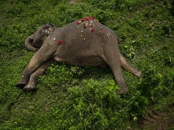 18 Gajah di India Mati Tersambar Petir