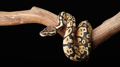 Viktoriya Egoshinaning porno fotosuratlari Telefoningiz uchun qizlar erotik rasmlar