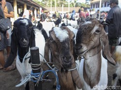Pengurus Ponpes Bekasi Cerita Detik-detik Pencurian 17 Ekor Kambing