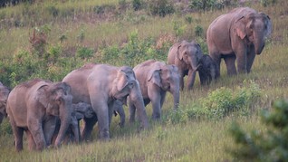 Wisata di Taman Nasional Thailand Dapat Suvenir Sampah