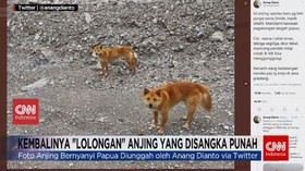 VIDEO: Kembalinya 'Lolongan' Anjing yang Disangka Punah