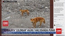 VIDEO: Kembalinya 'Lolongan' Anjing yang Disangka Punah