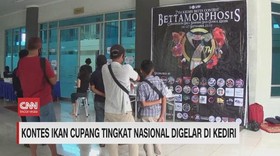 VIDEO: Kontes Ikan Cupang Tingkat Nasional