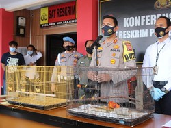 Jual Satwa Dilindungi, Dua Pria Ditangkap Polisi di Majalengka