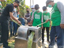 Resto Sorgum Untuk Pakan Ternak  Akan Dibangun di Situbondo