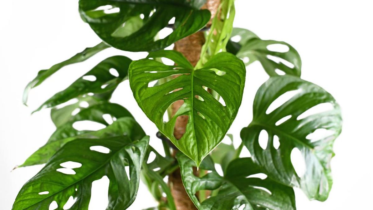 Paypoqdagi uzun oyoqli joja karavotda yotib, uning mushukini barmoqlari bilan massaj qiladi