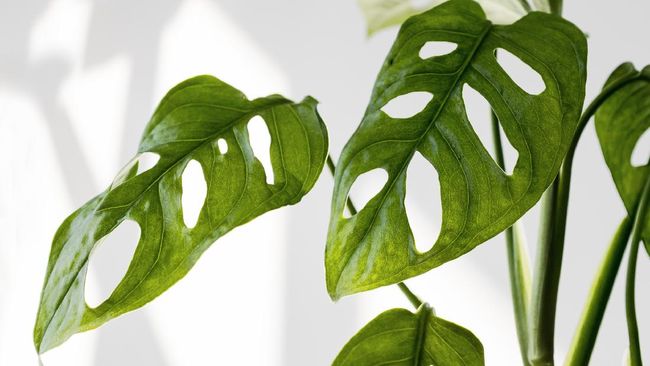 Masyarakat dinilai salah kaprah menganggap tanaman janda bolong. Tanaman hias Monstera adansonii ini bukan lah tanaman langka dan bisa didapatkan dengan mudah.