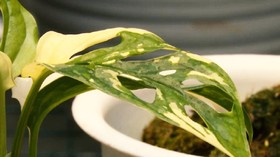 Janda Bolong Dijual Rp100 Juta per Pohon, Rp15 Juta per Daun