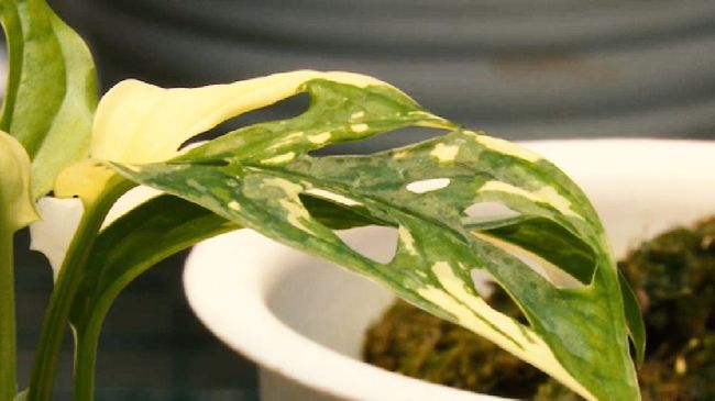 Janda Bolong Dijual Rp100 Juta per Pohon, Rp15 Juta per Daun Tanaman hias janda bolong tengah jadi primadona, harganya pun mencapai Rp100 juta rupiah per pohon dan laku dijual Rp15 juta per lembar daunnya.