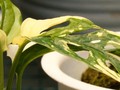 Janda Bolong Dijual Rp100 Juta per Pohon, Rp15 Juta per Daun
