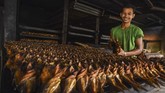 FOTO: Melawat Kampung Patin di Riau Sebuah desa bernama Koto Masjid, Kampar terkenal dengan sebutan Kampung Patin. Sejak 2002 lalu, daerah itu jadi sentra ikan patin terintegrasi di Riau.