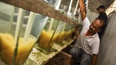 FOTO: Melawat Kampung Patin di Riau Sebuah desa bernama Koto Masjid, Kampar terkenal dengan sebutan Kampung Patin. Sejak 2002 lalu, daerah itu jadi sentra ikan patin terintegrasi di Riau.