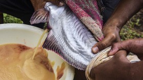 9 Ikan Lokal Indonesia, Gizi Tinggi Tak Kalah dengan yang Impor