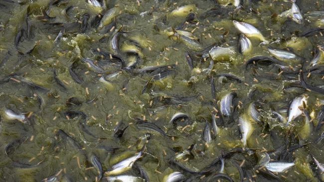 2,5 Ton Kerupuk Kulit Ikan Patin Sumut Diekspor Perdana ke Malaysia