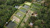FOTO: Melawat Kampung Patin di Riau Sebuah desa bernama Koto Masjid, Kampar terkenal dengan sebutan Kampung Patin. Sejak 2002 lalu, daerah itu jadi sentra ikan patin terintegrasi di Riau.