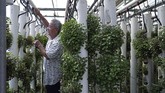 FOTO: Beternak dan Berkebun di dalam Kontainer Bekas Konsep beternak dan berkebun di dalam kontainer sedang berkembang pesat di beberapa daerah.
