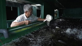 FOTO: Beternak dan Berkebun di dalam Kontainer Bekas