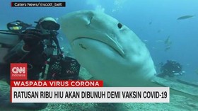 VIDEO: Ratusan Ribu Hiu Akan Dibunuh Demi Vaksin Covid-19
