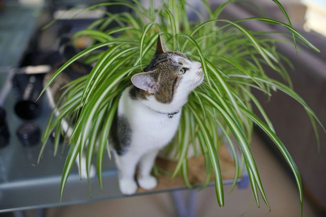 5 Tanaman Hias Indoor yang Tidak Beracun untuk Anjing dan Kucing