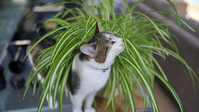 Tanaman hias yang aman buat kucing.